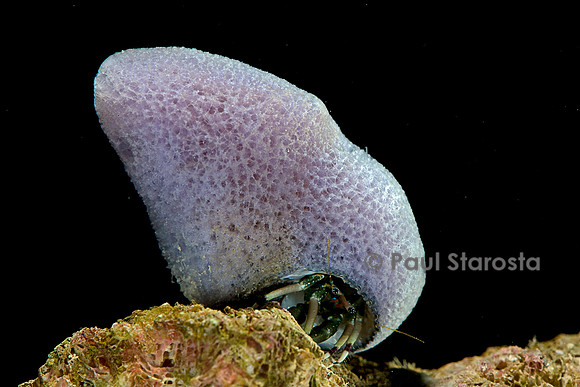 Calcinus laevimanus (bernard-l'hermite)