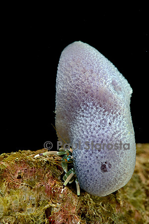 Calcinus laevimanus (bernard-l'hermite)