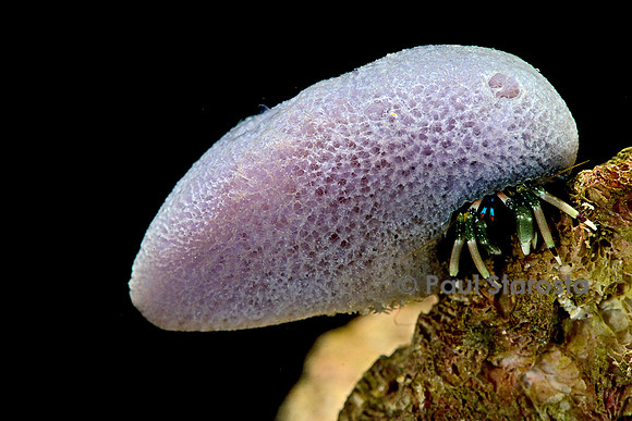 Calcinus laevimanus (bernard-l'hermite)