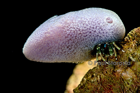 Calcinus laevimanus (bernard-l'hermite)