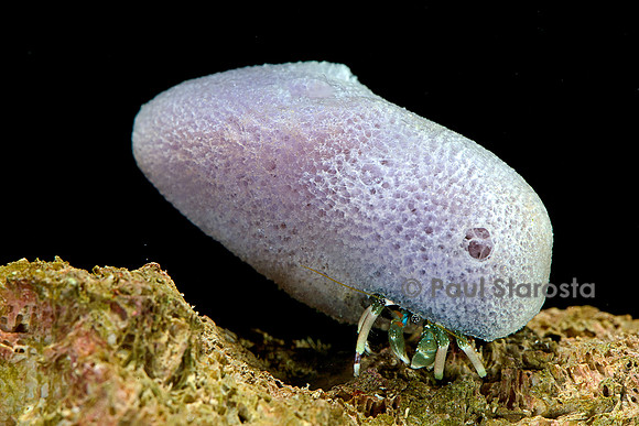 Calcinus laevimanus (bernard-l'hermite)