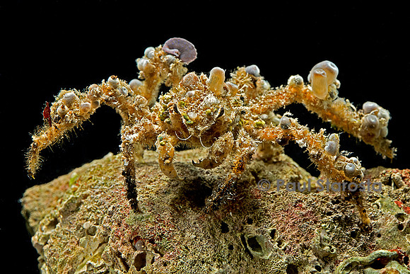 Camposcia retusa (crabe décorateur)