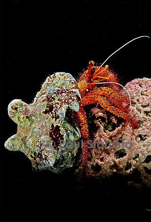 Dardanus megistos (bernard-l'hermite)