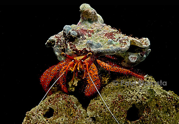Dardanus megistos (bernard-l'hermite)