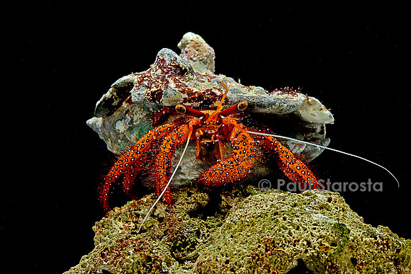 Dardanus megistos (bernard-l'hermite)