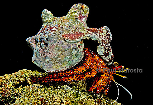 Dardanus megistos (bernard-l'hermite)