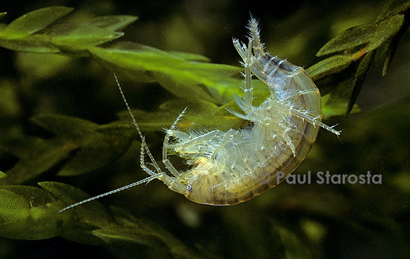 Gammarus pulex (gammare, crevette d'eau douce)