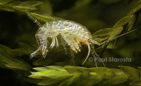 Gammarus pulex (gammare, crevette d'eau douce)