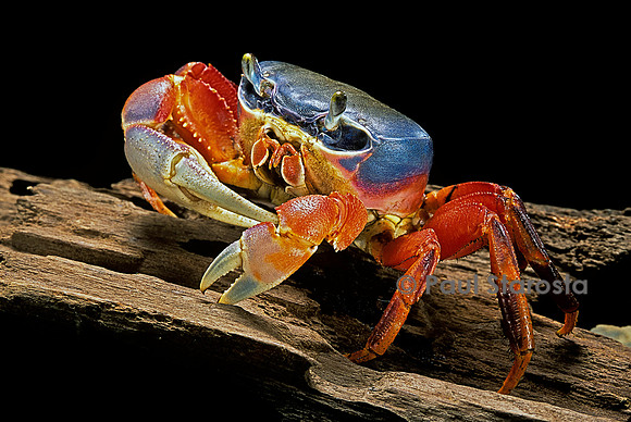 Cardisoma armatum (crabe terrestre)