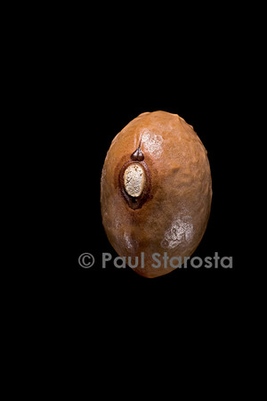 Phaseolus vulgaris (haricot) Roxina