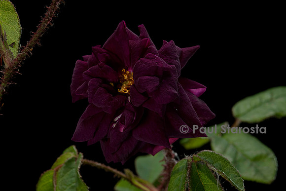 Rosa X centifolia muscosa ‘Nuits de Young’