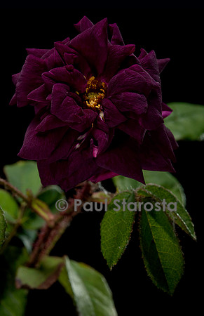 Rosa X centifolia muscosa ‘Nuits de Young’