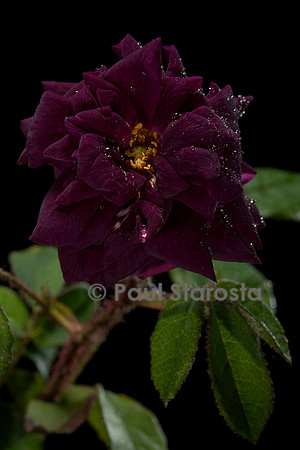 Rosa X centifolia muscosa ‘Nuits de Young’