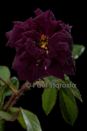 Rosa X centifolia muscosa ‘Nuits de Young’