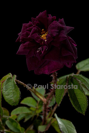 Rosa X centifolia muscosa ‘Nuits de Young’
