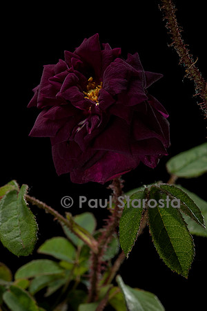 Rosa X centifolia muscosa ‘Nuits de Young’