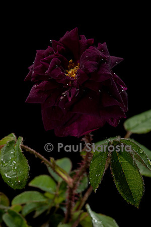 Rosa X centifolia muscosa ‘Nuits de Young’