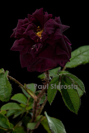 Rosa X centifolia muscosa ‘Nuits de Young’