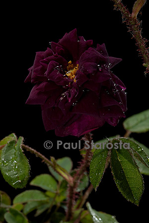 Rosa X centifolia muscosa ‘Nuits de Young’