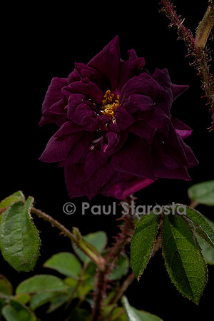 Rosa X centifolia muscosa ‘Nuits de Young’