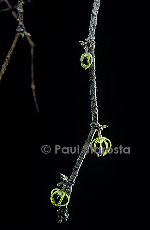 Cynanchum marnieranum