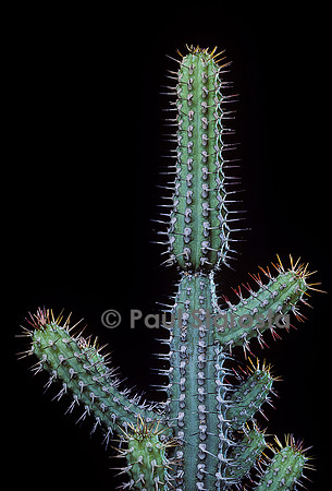Euphorbia baioensis