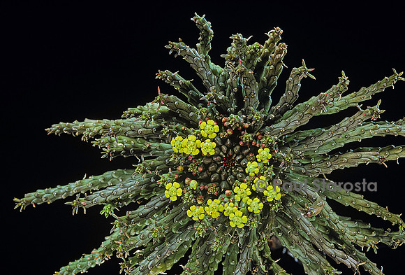 Euphorbia flanaganii