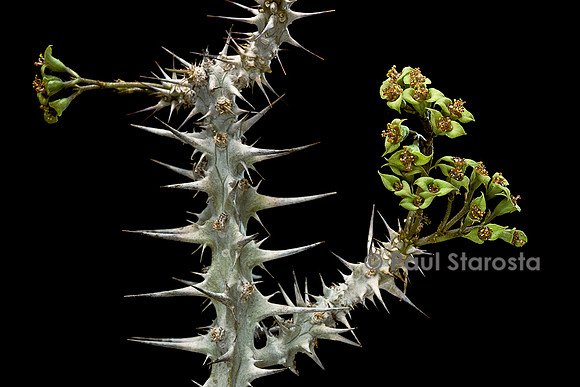 Euphorbia genoudiana