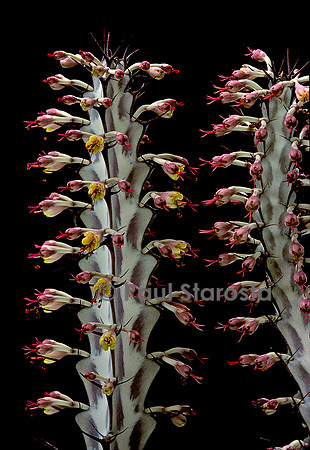 Euphorbia greenwayi