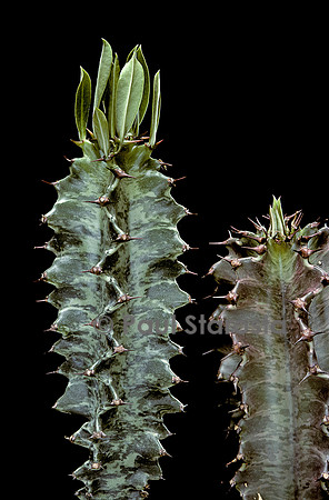 Euphorbia ingens