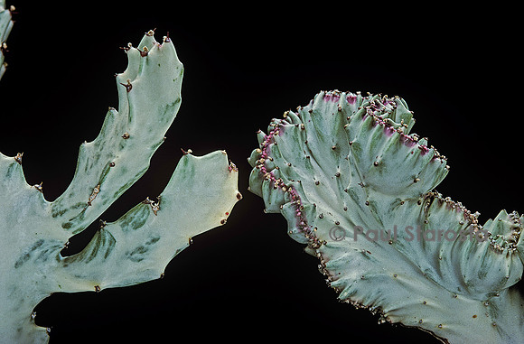 Euphorbia lactea ‘Grey Ghost’