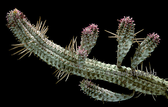 Euphorbia mammillaris