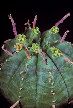 Euphorbia meloformis