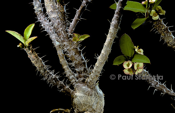 Euphorbia milii var. roseana
