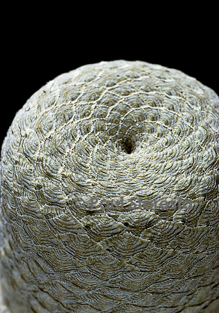 Euphorbia piscidermis
