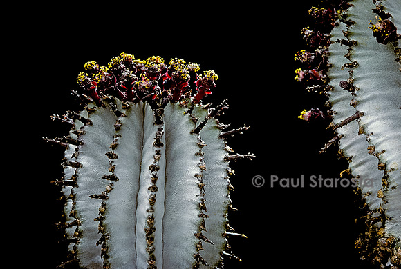 Euphorbia polygona ‘Snow Flake’