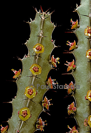 Euphorbia quadrilatera