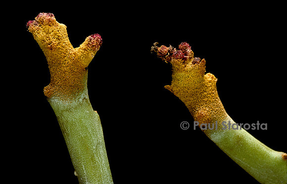 Euphorbia sp. (coralliforme)