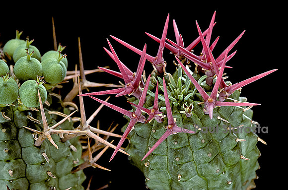 Euphorbia stellaespina