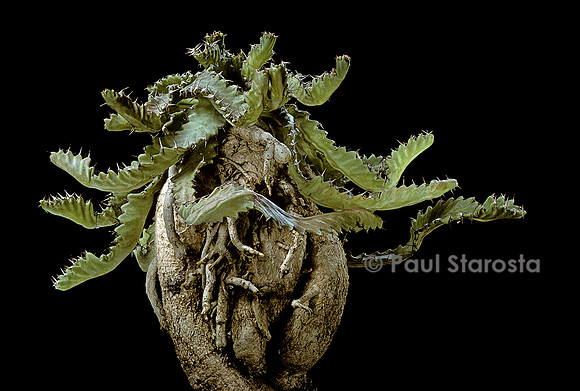 Euphorbia stellata