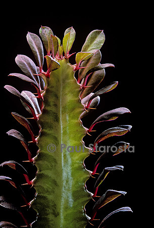 Euphorbia trigona f. rubra