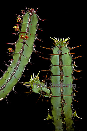 Euphorbia vulcanorum
