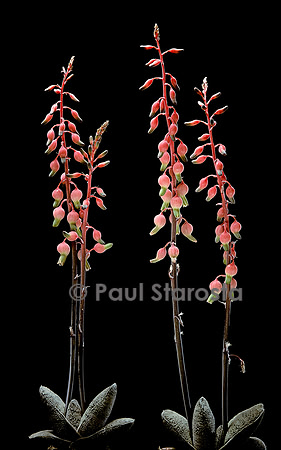 Gasteria baylissiana