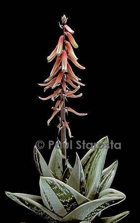 Gasterhaworthia ‘Green Ice’