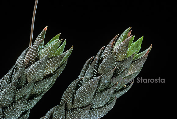 Haworthia coarctata var. adelaidensis
