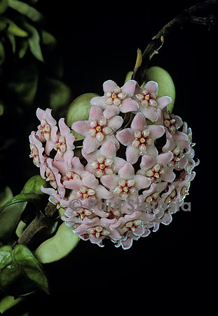 Hoya carnosa
