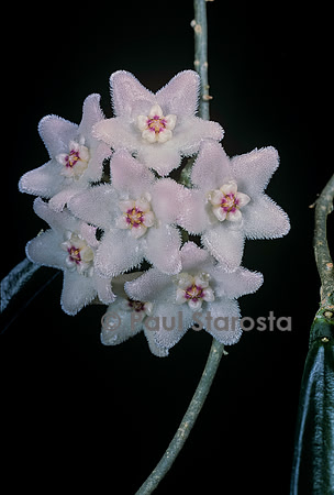 Hoya longifolia