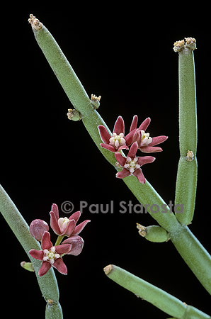 Sarcostemma vanlessenii