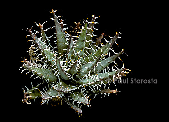Aloe erinacea