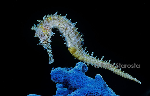 Hippocampus kuda (hippocampe)